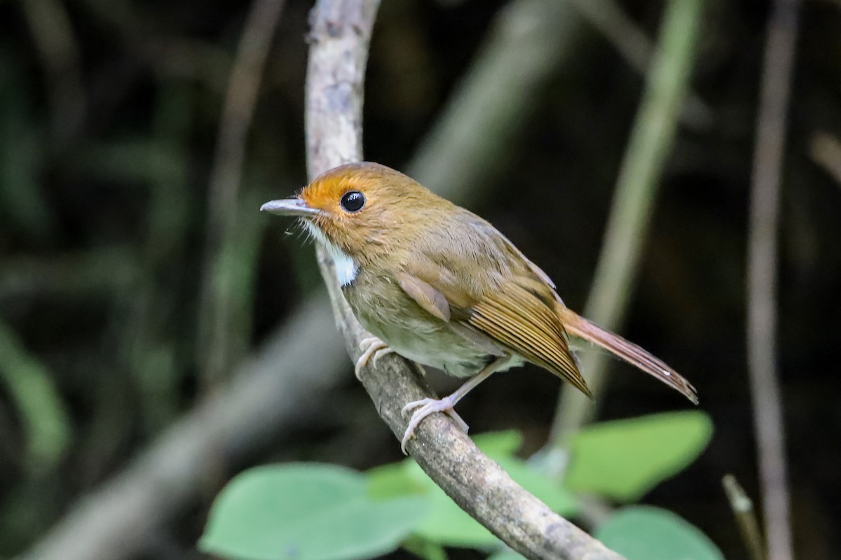 アカメヒタキ - ML643474657