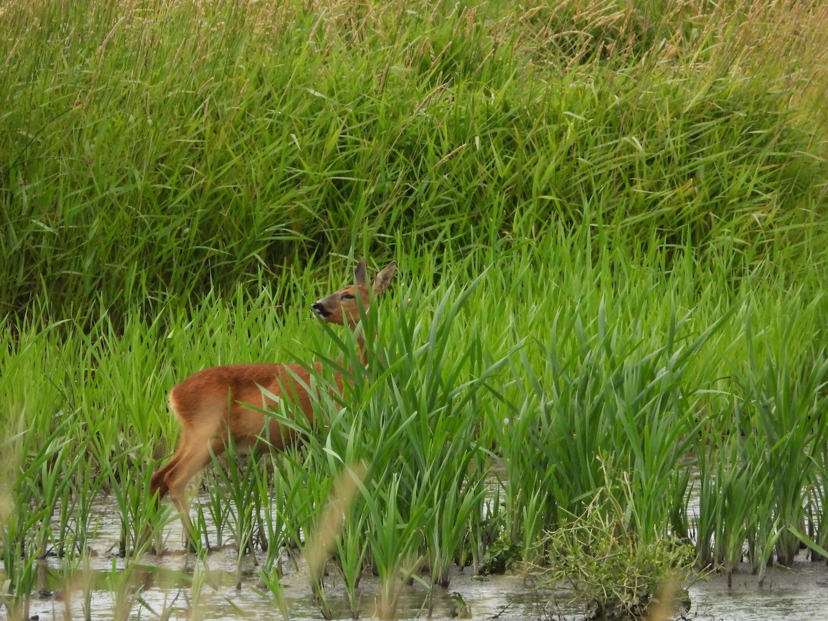 Roe Deer - ML643474663