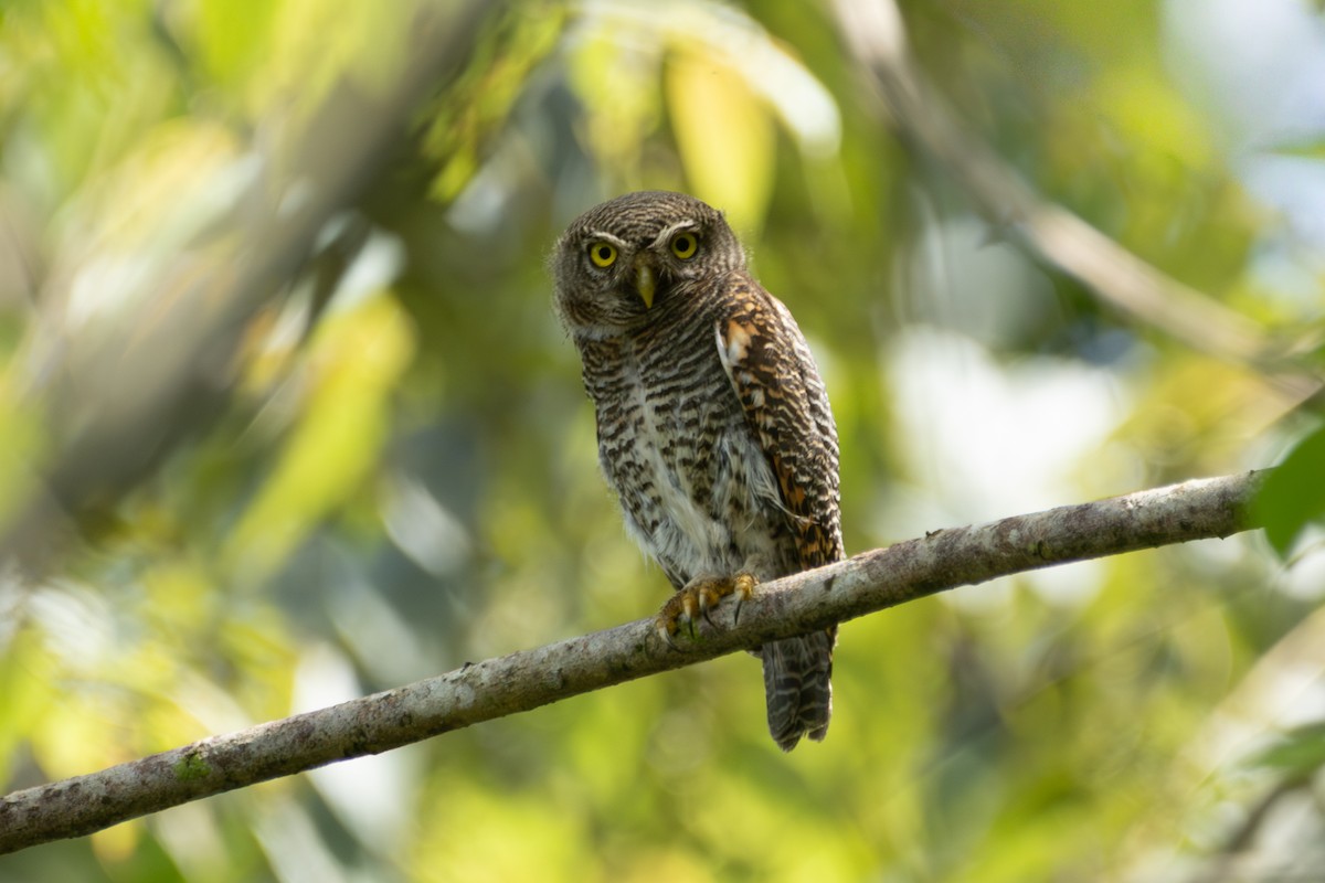 Jungle Owlet - ML643474666
