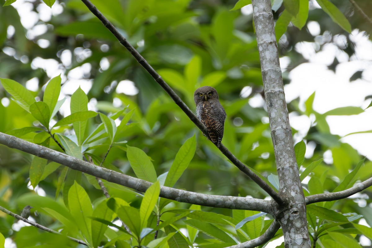 Jungle Owlet - ML643474667