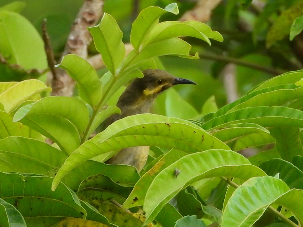 Eastern Wattled-Honeyeater - ML643474676