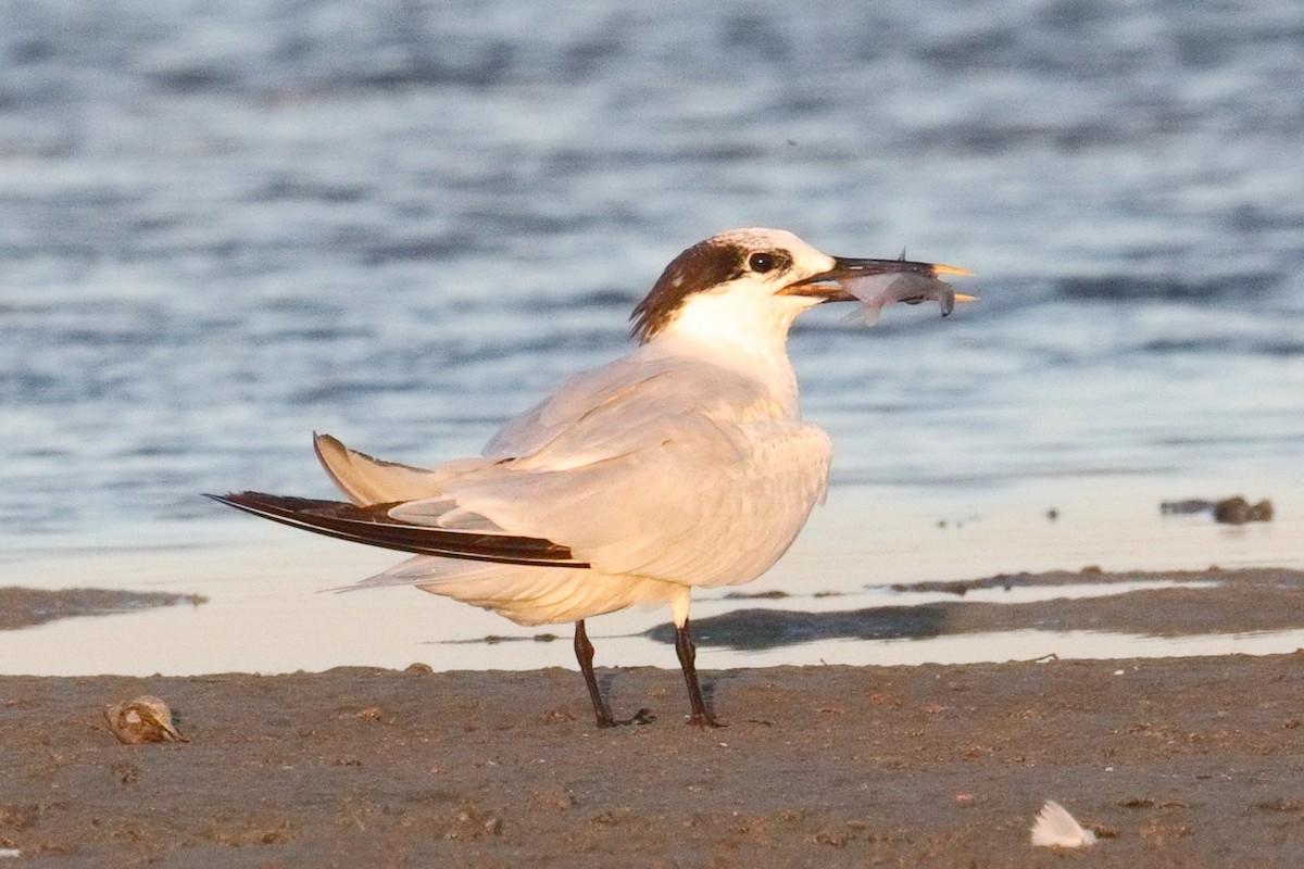 Sandwich Tern - ML643474677