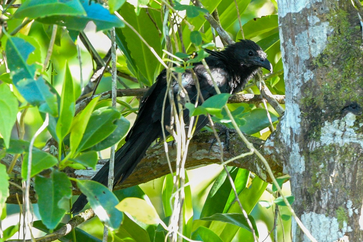 Lesser Black Coucal - ML643474678