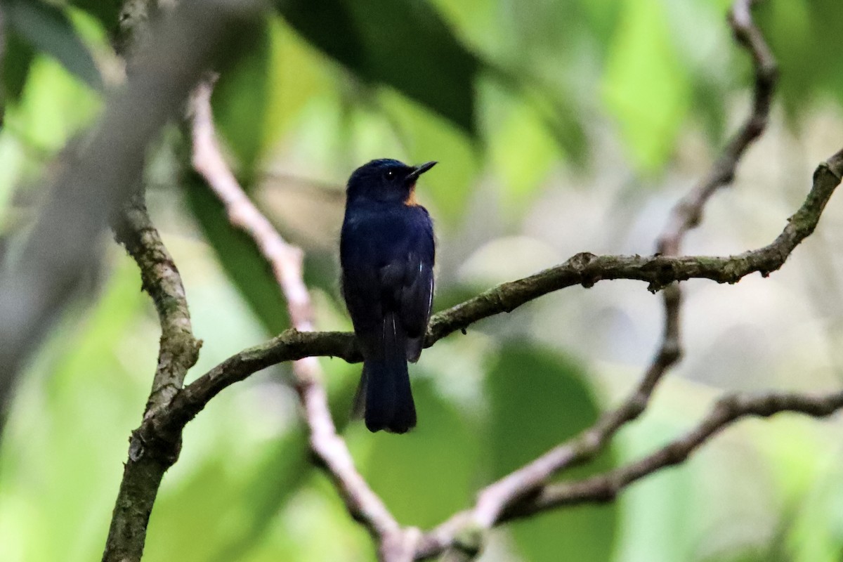Hill Blue Flycatcher - ML643474680