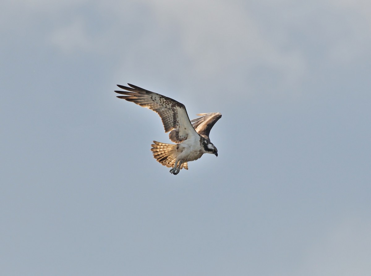 魚鷹 - ML643474684