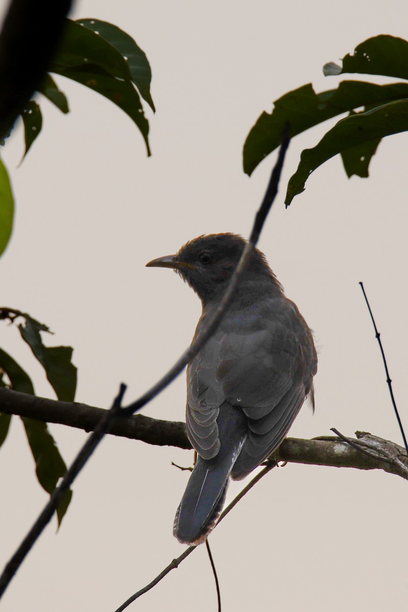 Cuco Pechigrís - ML643474694