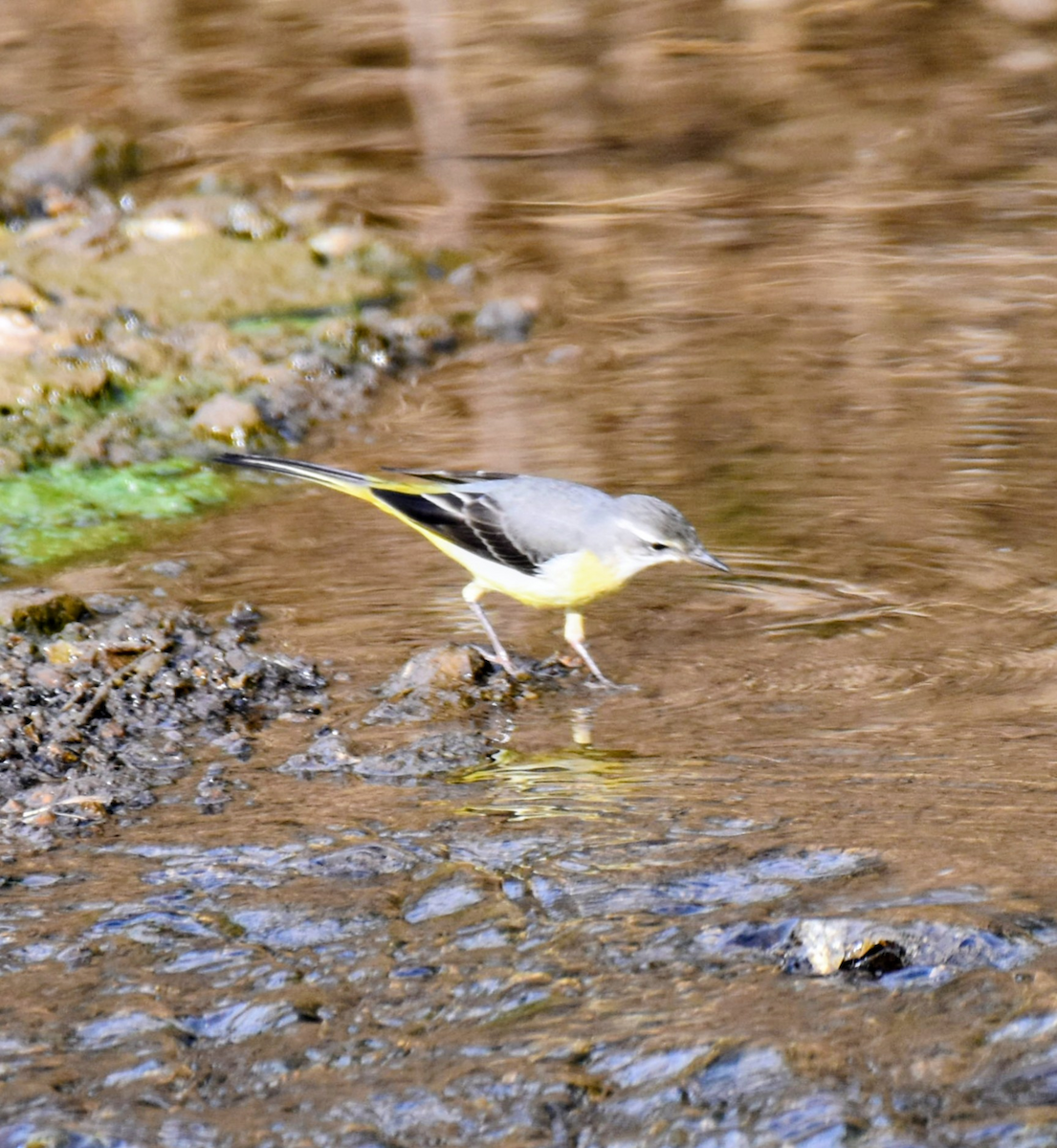 Gray Wagtail - ML643474700