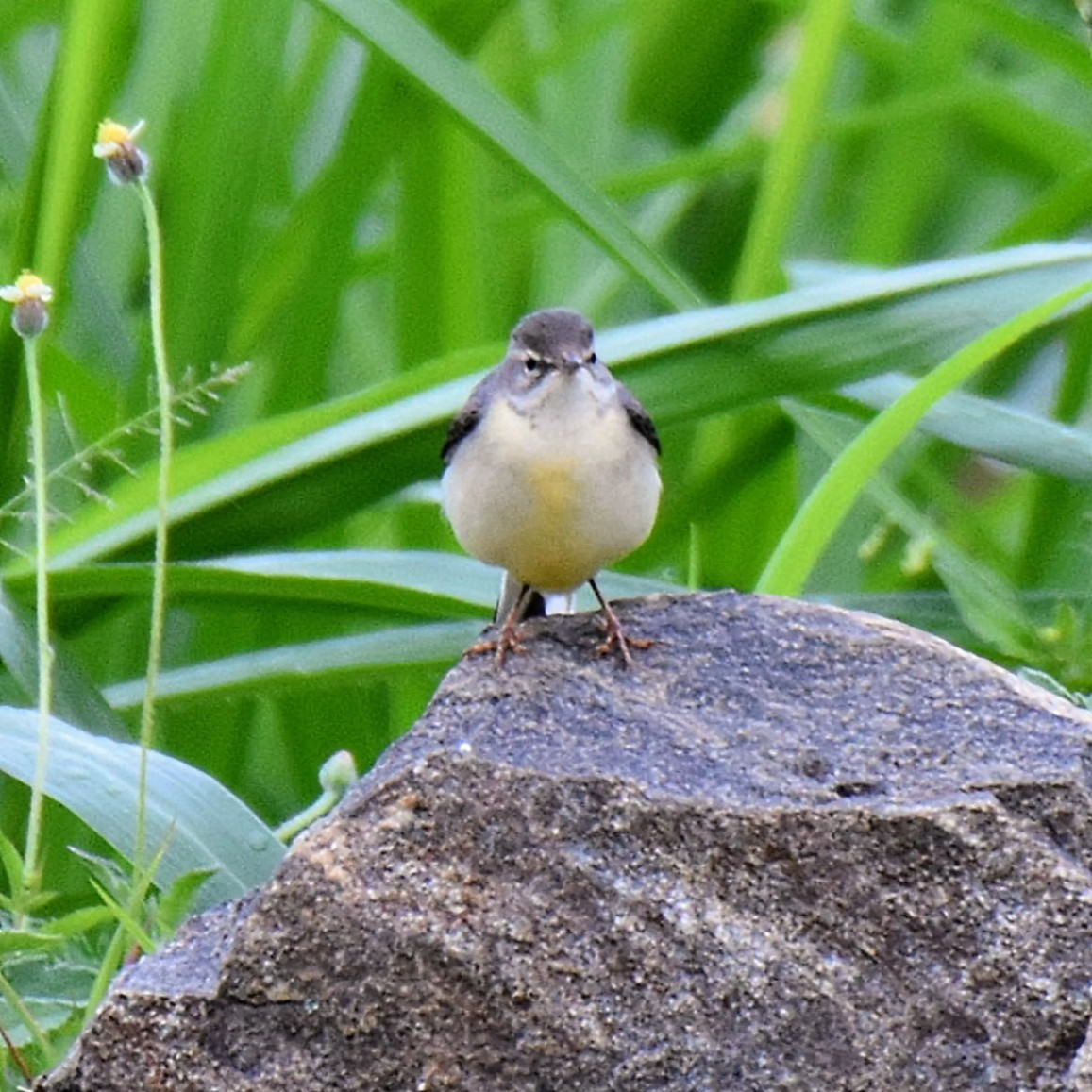 Gray Wagtail - ML643474701