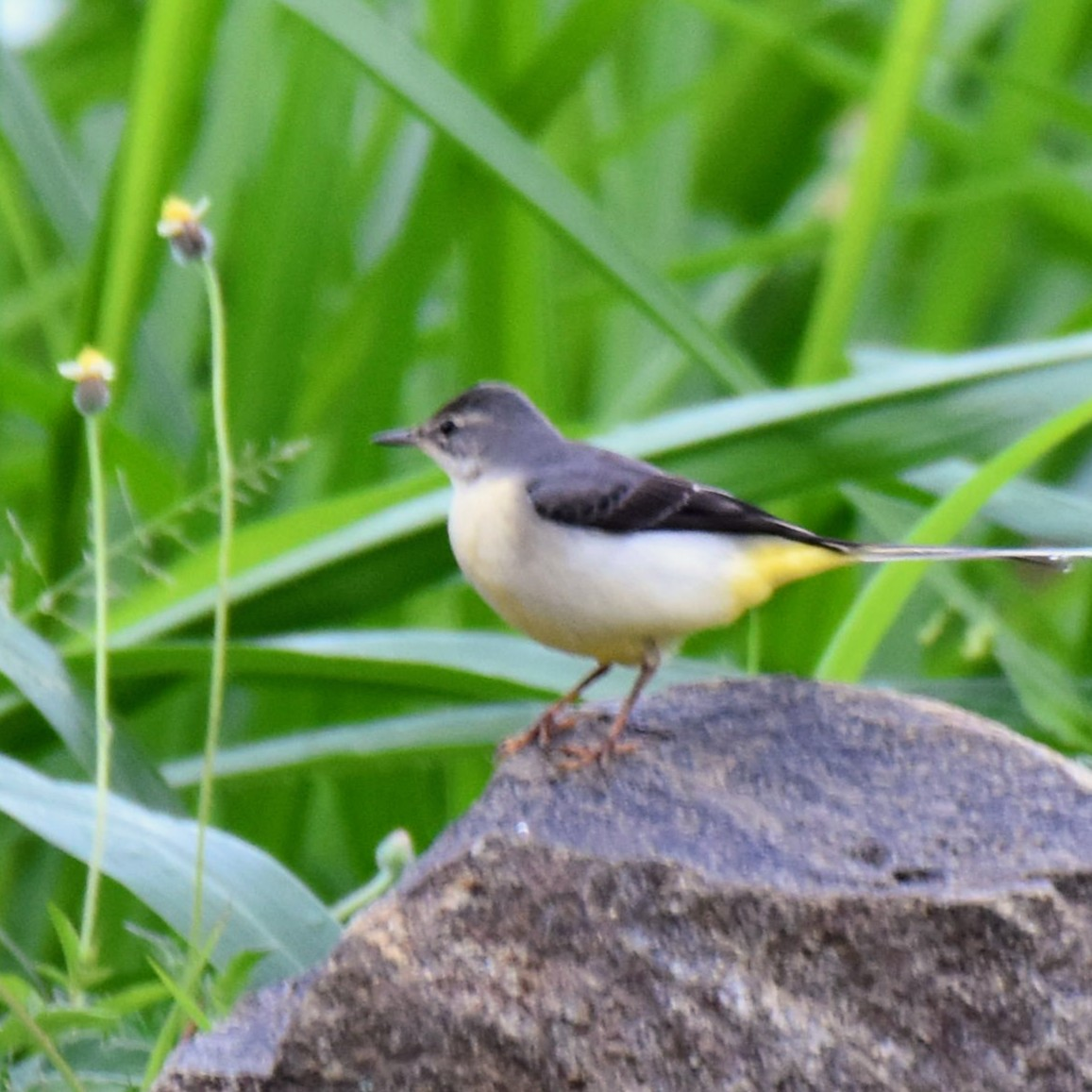 Gray Wagtail - ML643474702