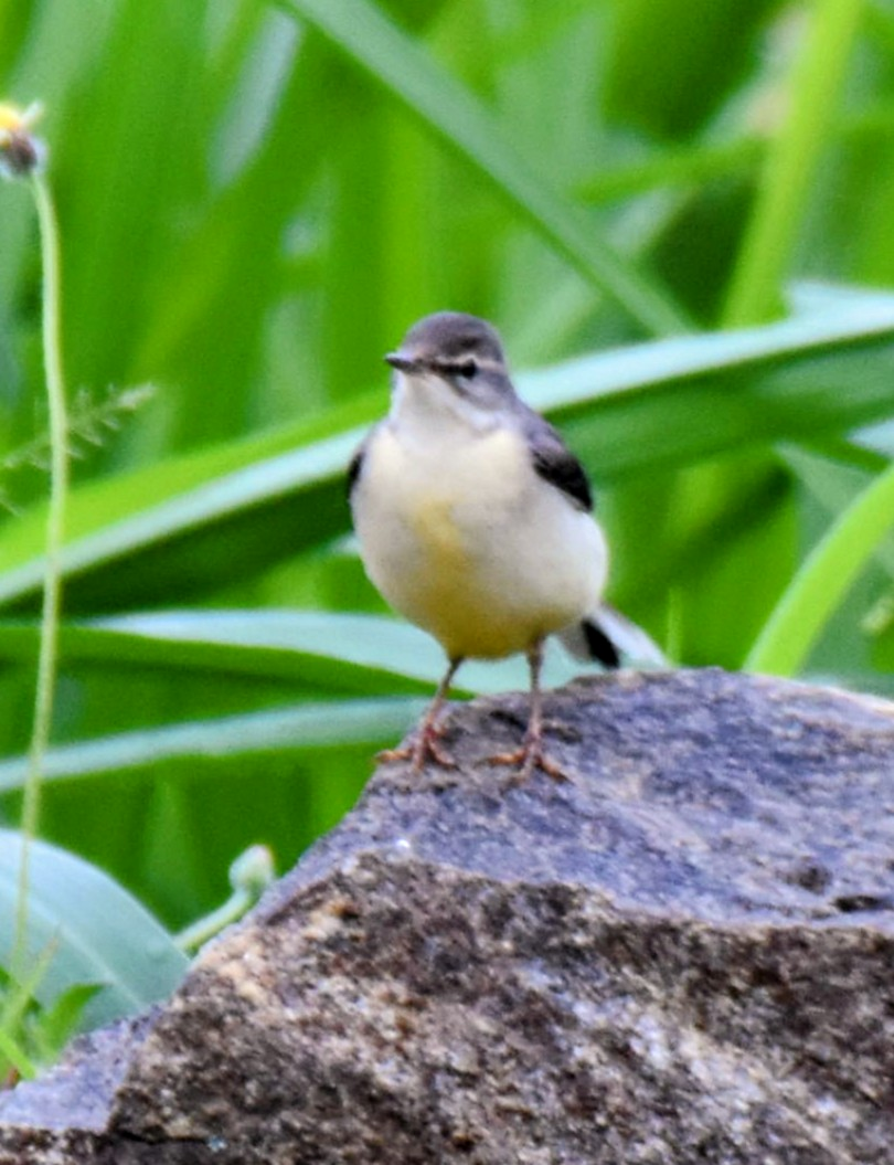 Gray Wagtail - ML643474703