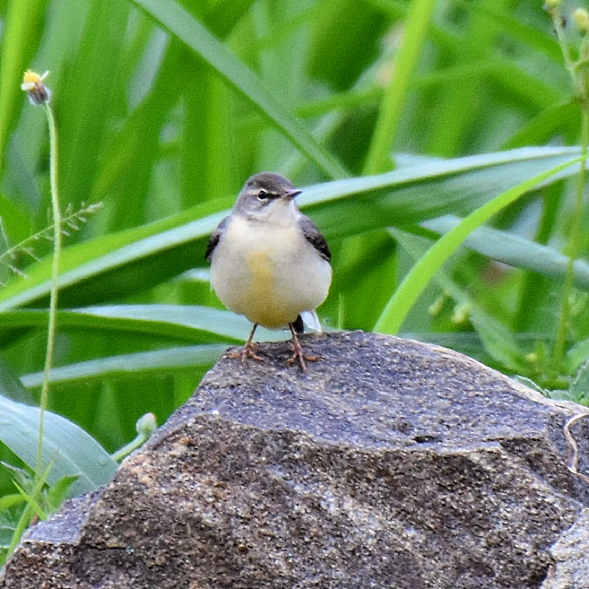 Gray Wagtail - ML643474704