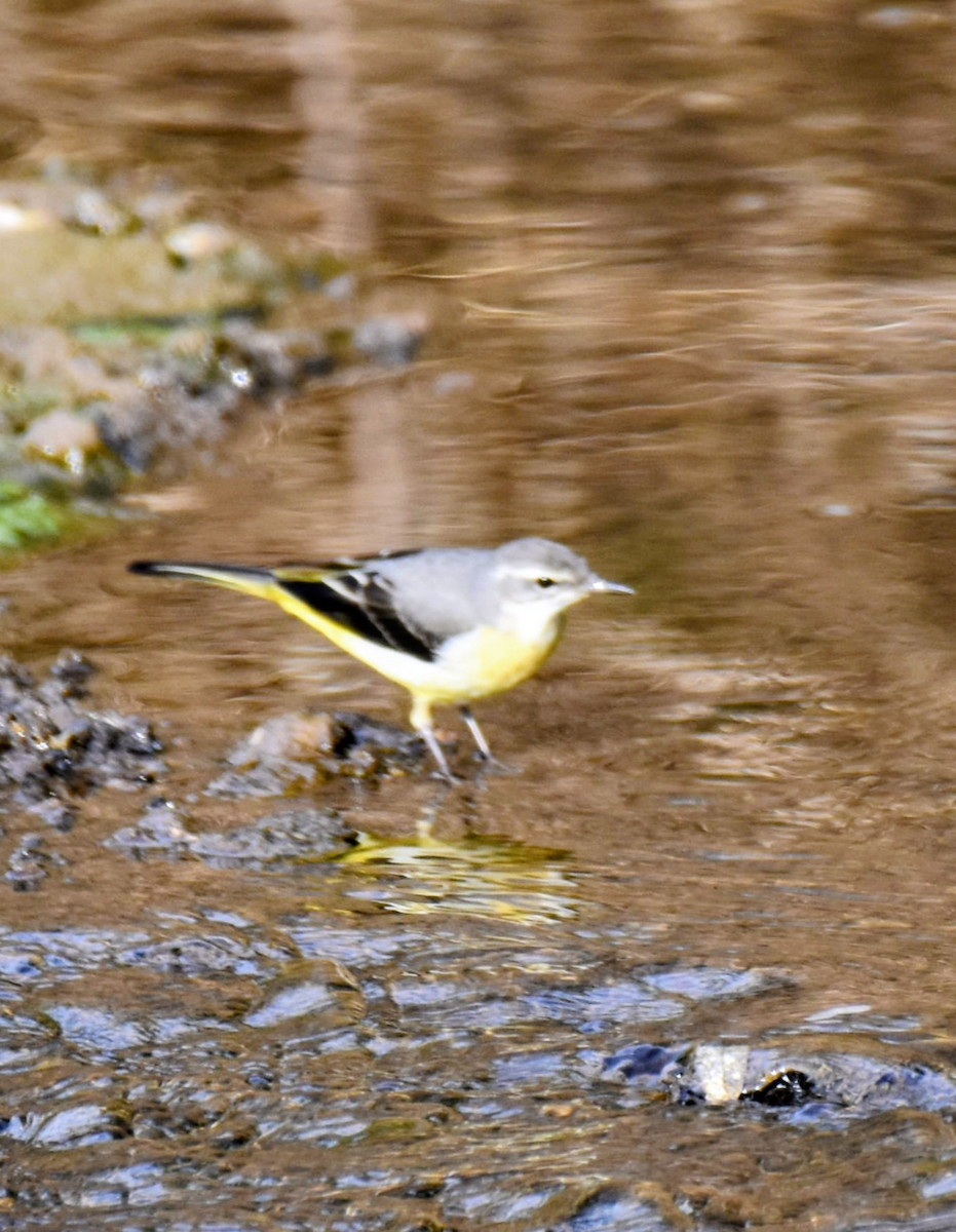 Gray Wagtail - ML643474705