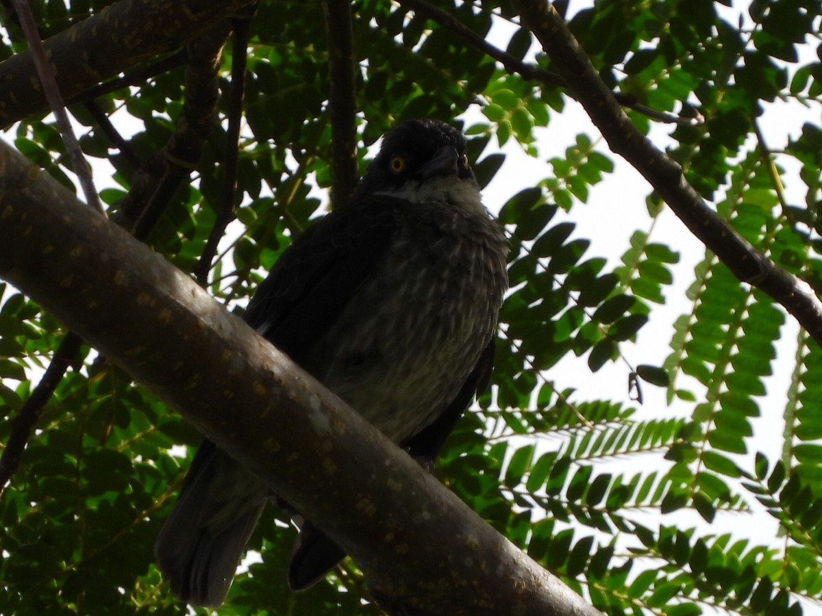 Polynesian Starling - ML643474710