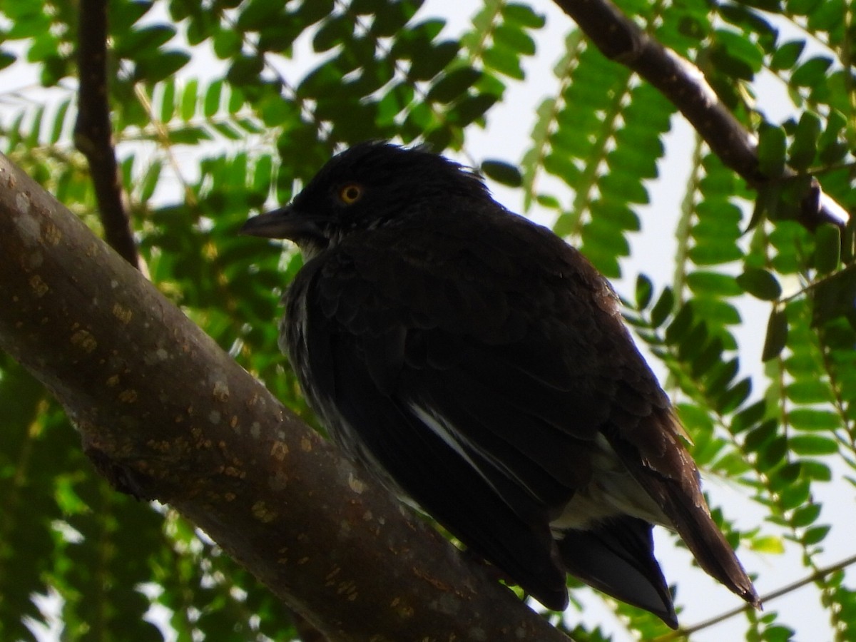 Polynesian Starling - ML643474711