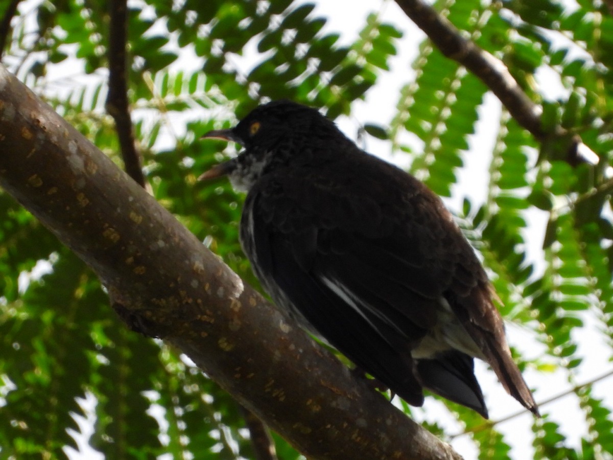 Polynesian Starling - ML643474712