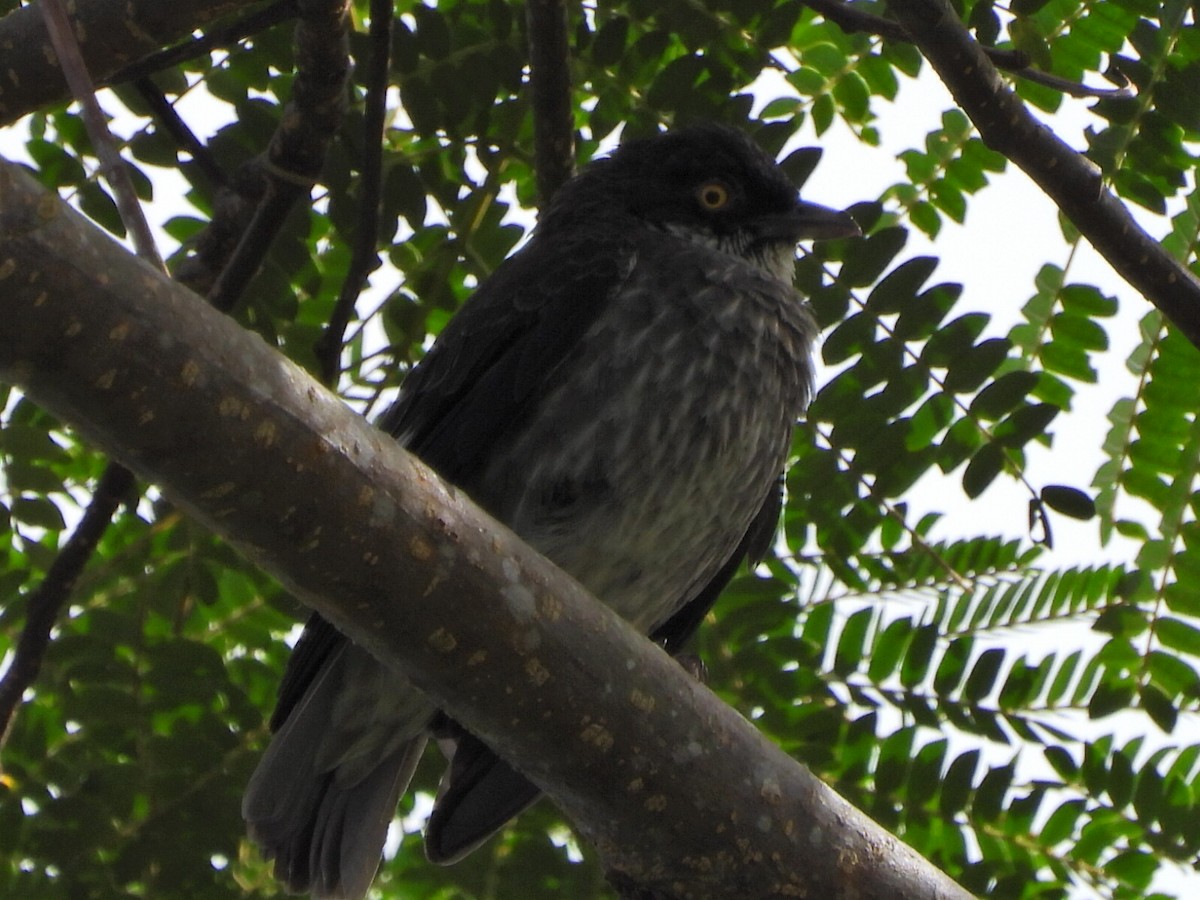 Polynesian Starling - ML643474713
