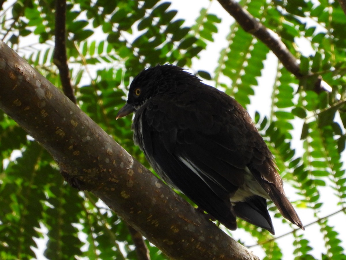 Polynesian Starling - ML643474715