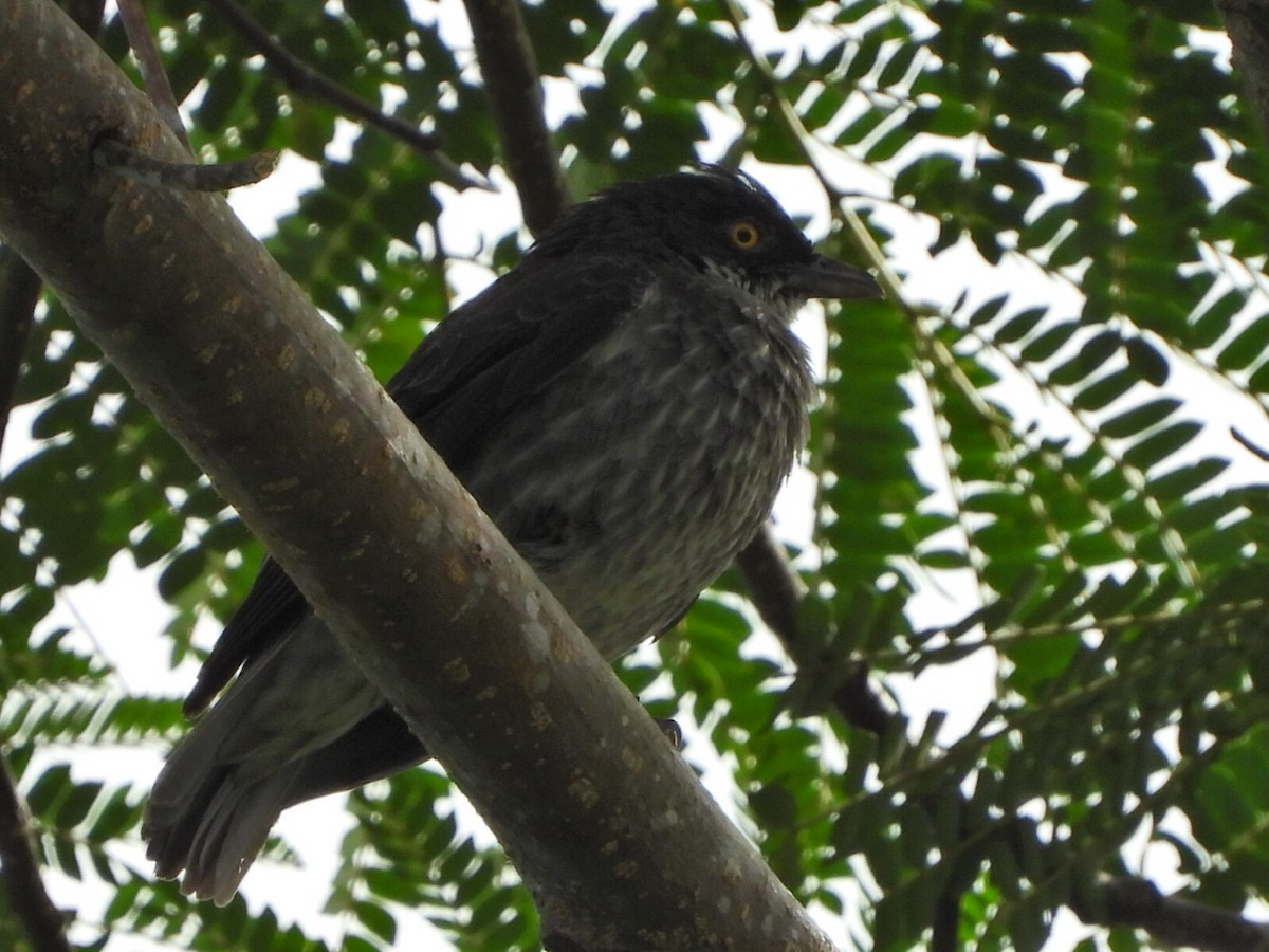 Polynesian Starling - ML643474716