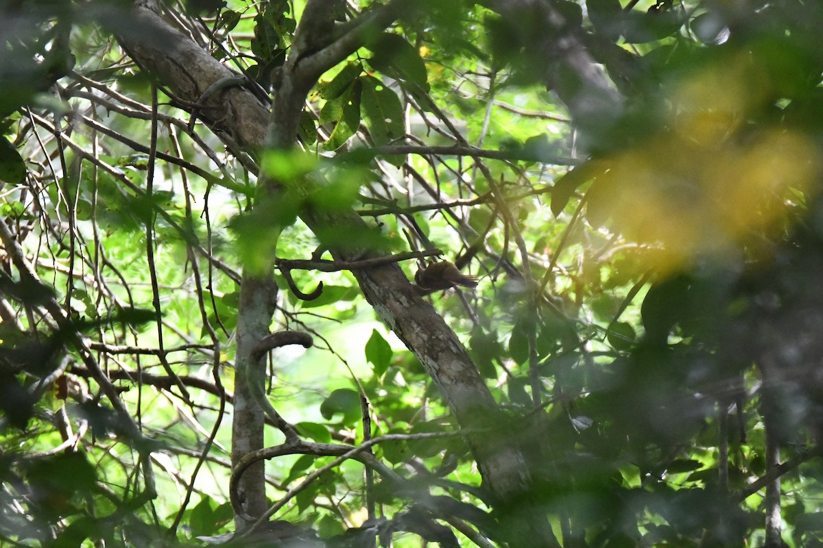 Northern Plain-Xenops - ML643474723