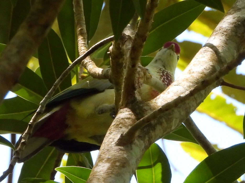 holub mnohobarvý - ML643474730