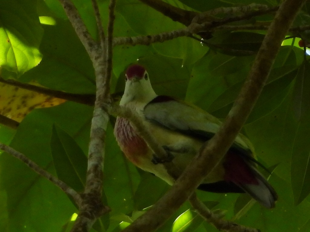 holub mnohobarvý - ML643474731