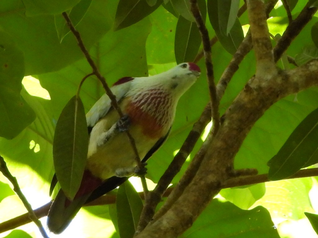 holub mnohobarvý - ML643474732