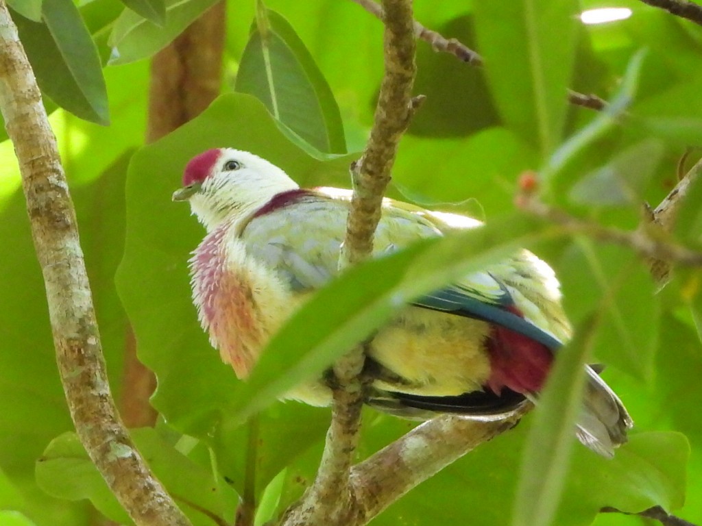 holub mnohobarvý - ML643474733