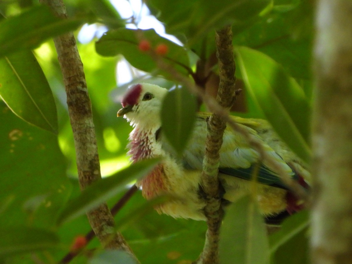 holub mnohobarvý - ML643474734