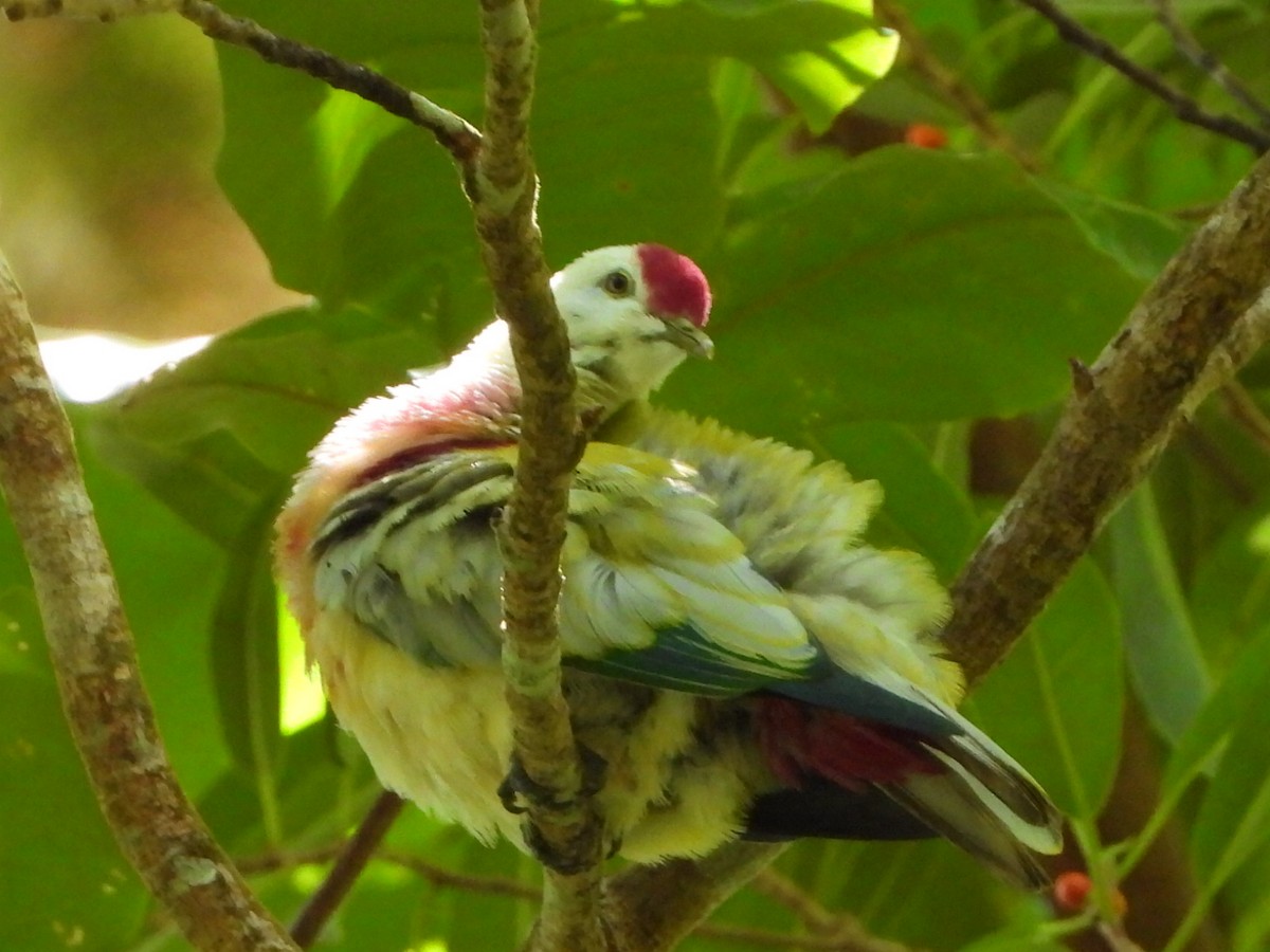 holub mnohobarvý - ML643474735