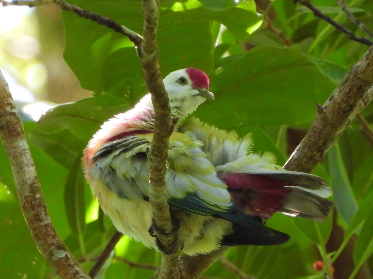 holub mnohobarvý - ML643474736