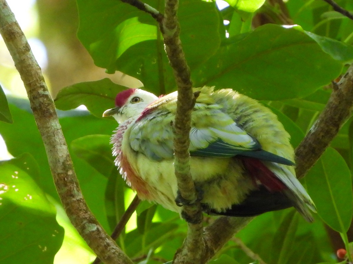 holub mnohobarvý - ML643474737