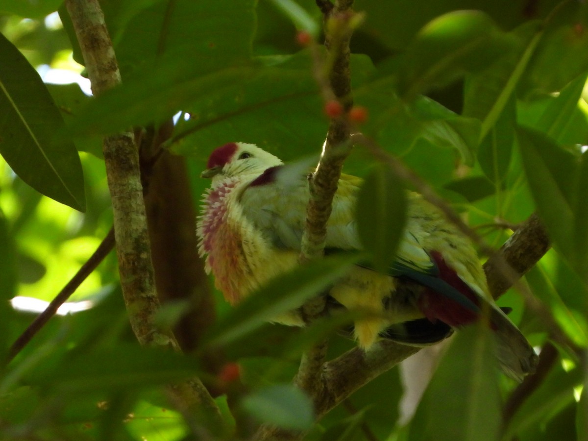 holub mnohobarvý - ML643474738