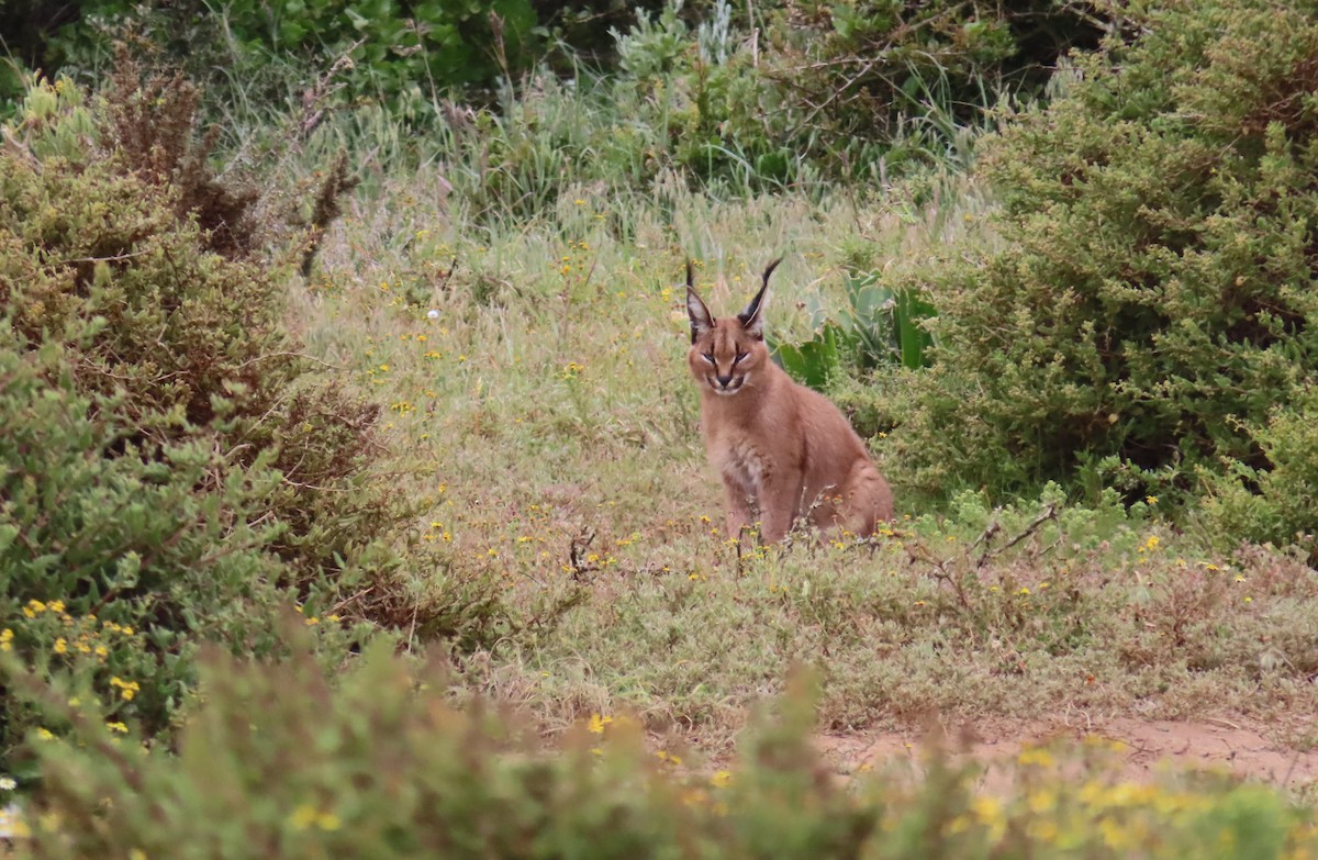Caracal - ML643474746