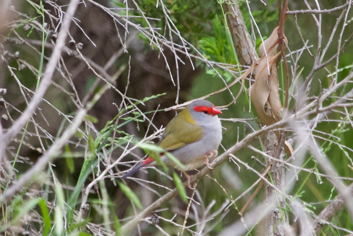 Red-browed Firetail - ML643474747