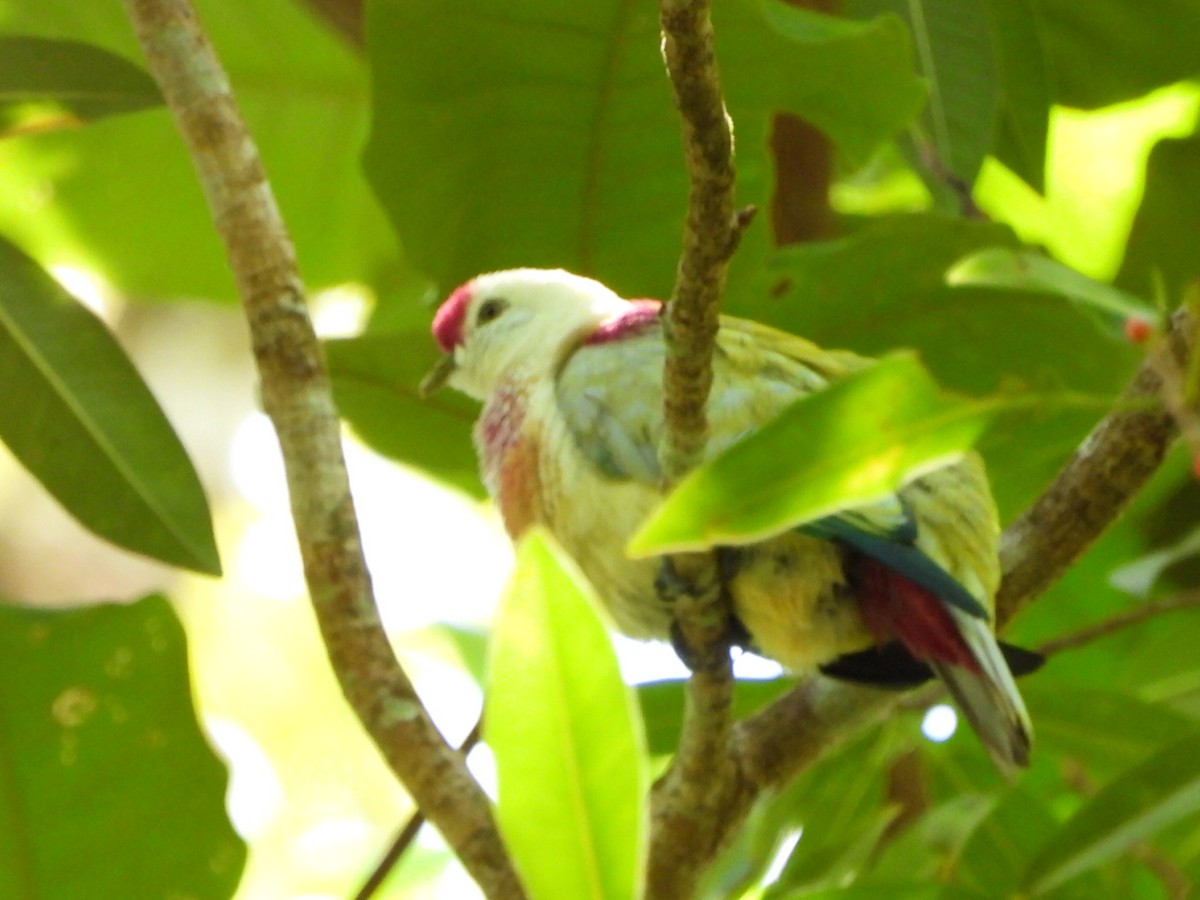 holub mnohobarvý - ML643474750