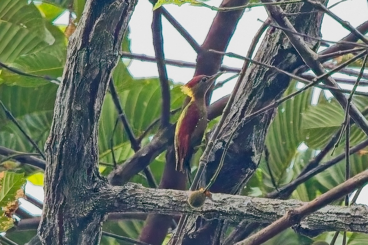 Crimson-winged Woodpecker - ML643474760