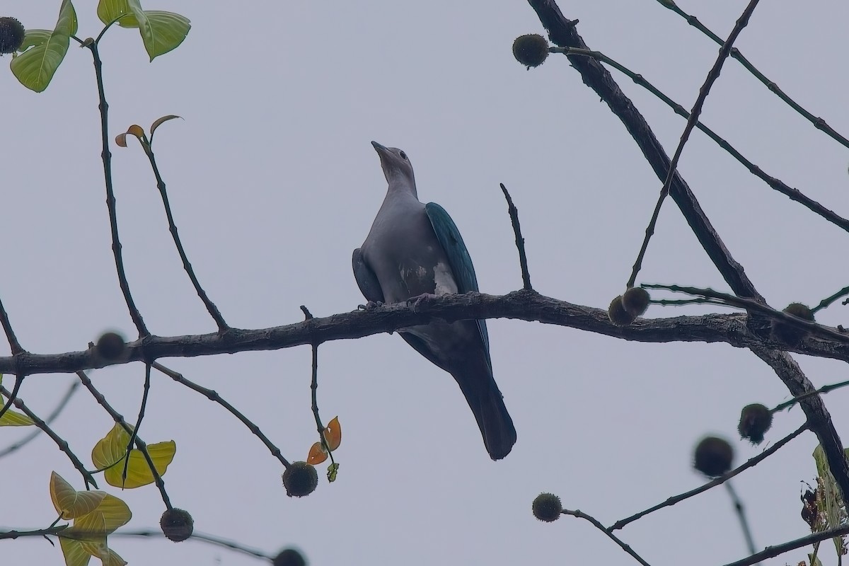 Green Imperial-Pigeon - ML643474762