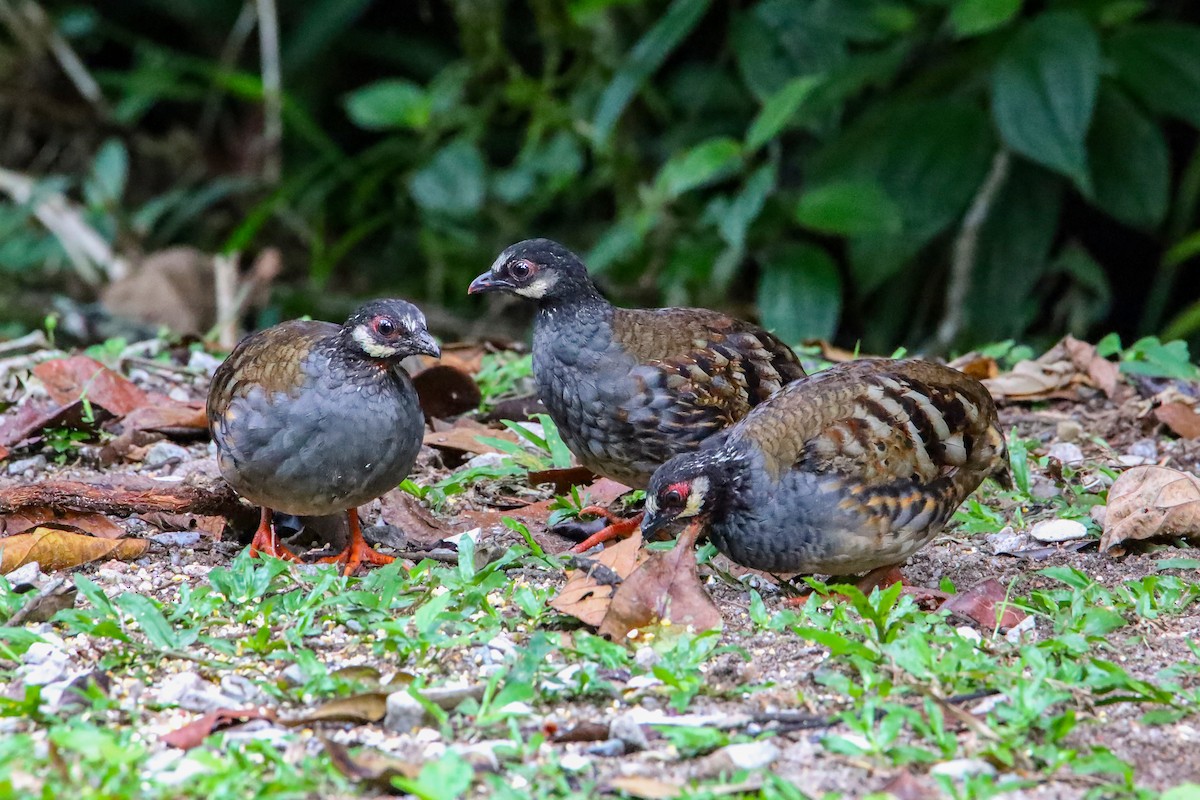 Malayan Partridge - ML643474766