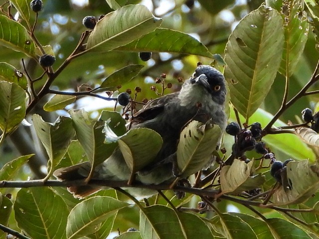 Polynesian Starling - ML643474767