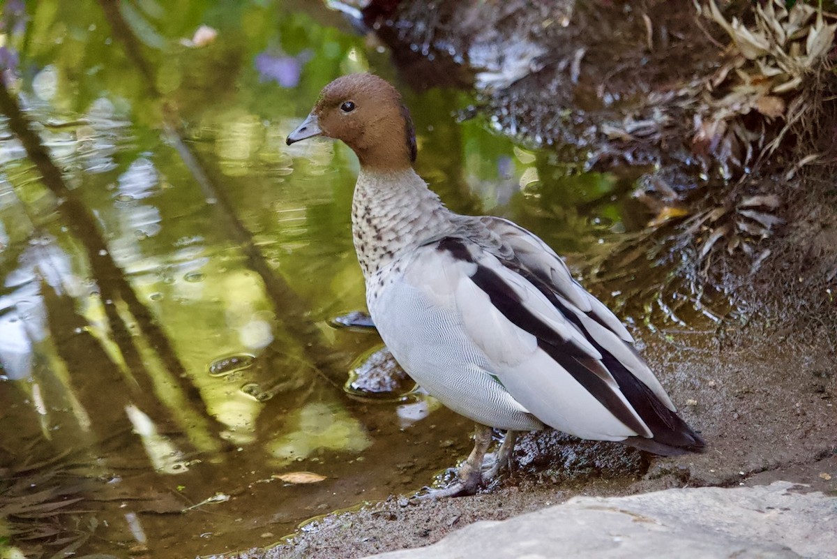 Maned Duck - ML643474769