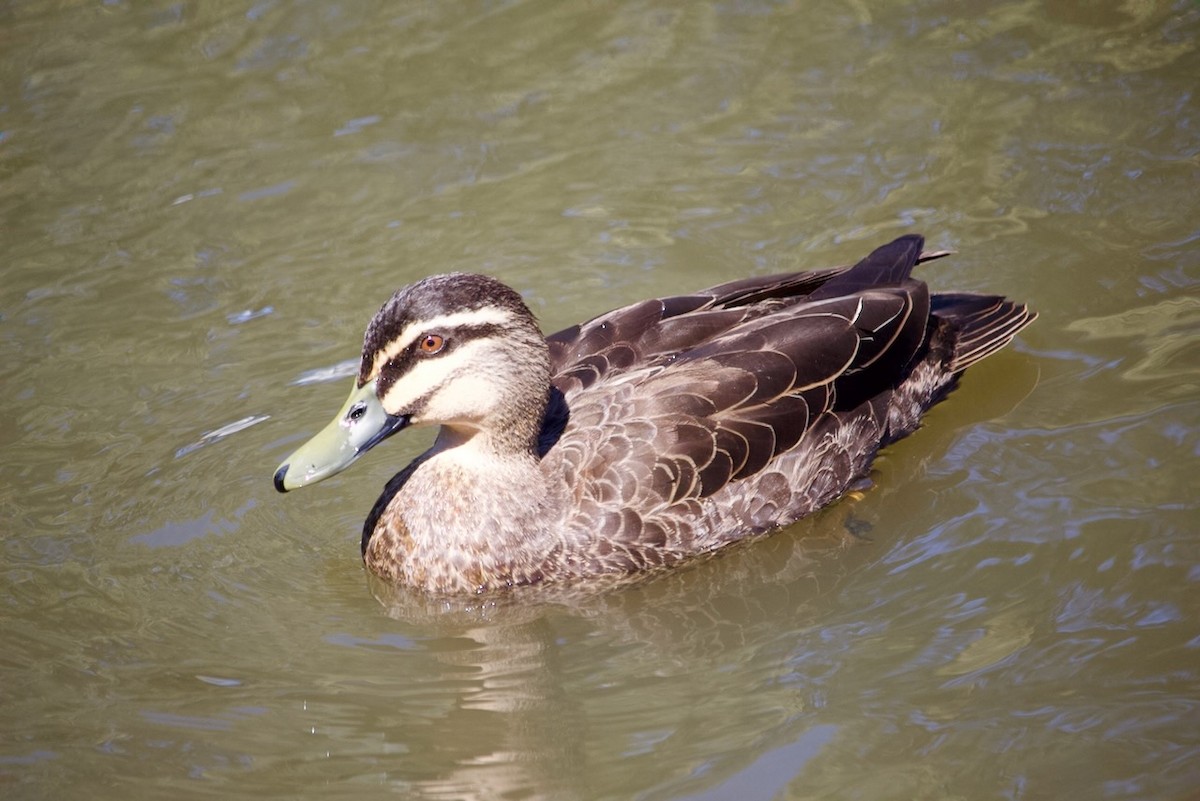 Pacific Black Duck - ML643474770