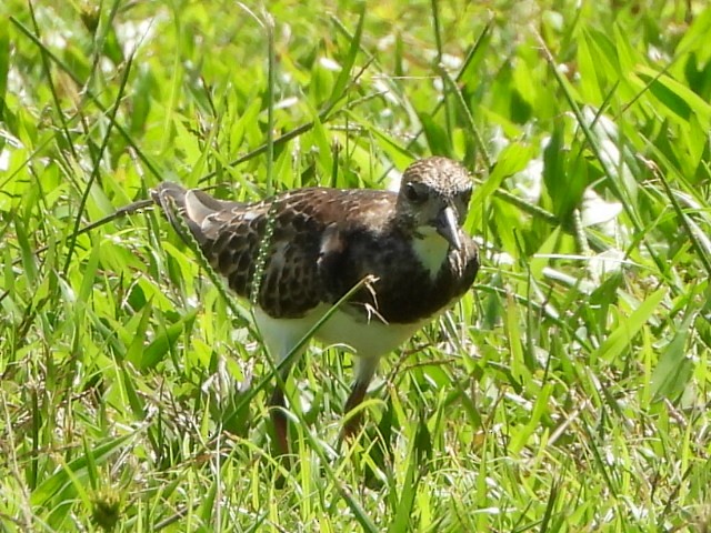 Ruddy Turnstone - ML643474772