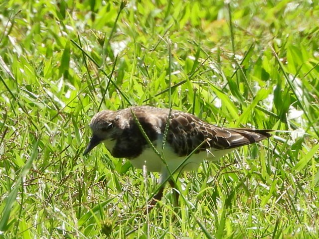 Ruddy Turnstone - ML643474773