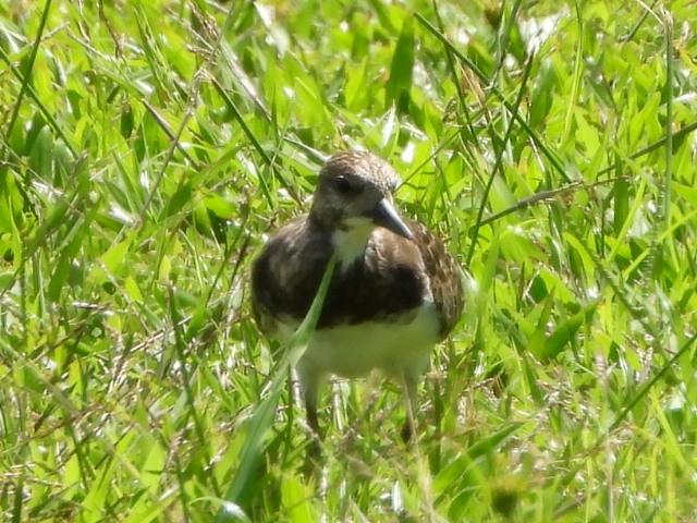 Ruddy Turnstone - ML643474774