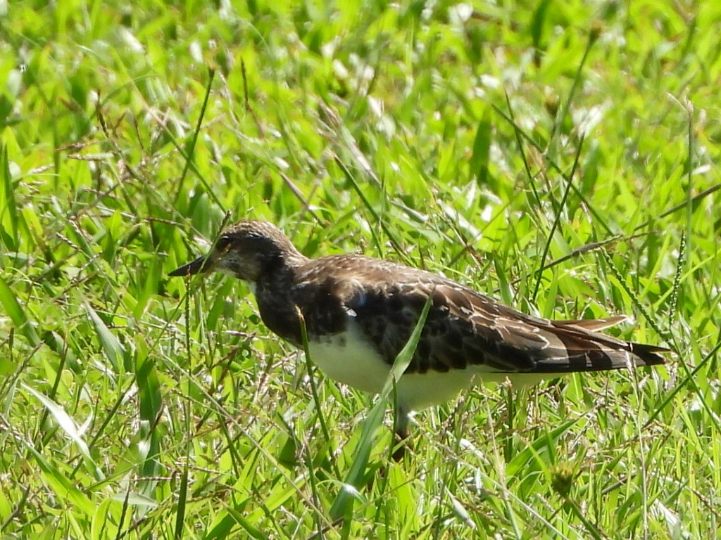 Ruddy Turnstone - ML643474775
