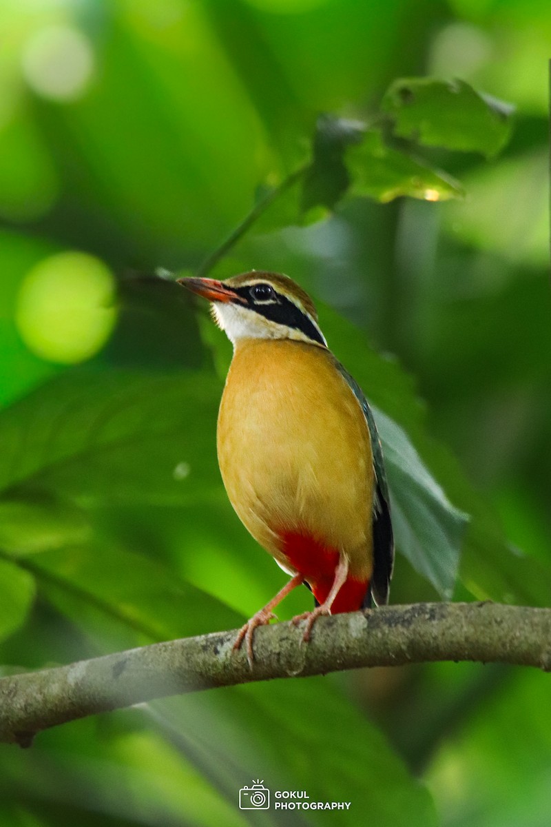 Indian Pitta - ML643474777