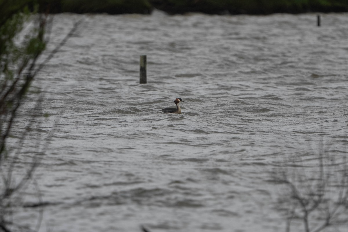 Great Crested Grebe - ML643474778
