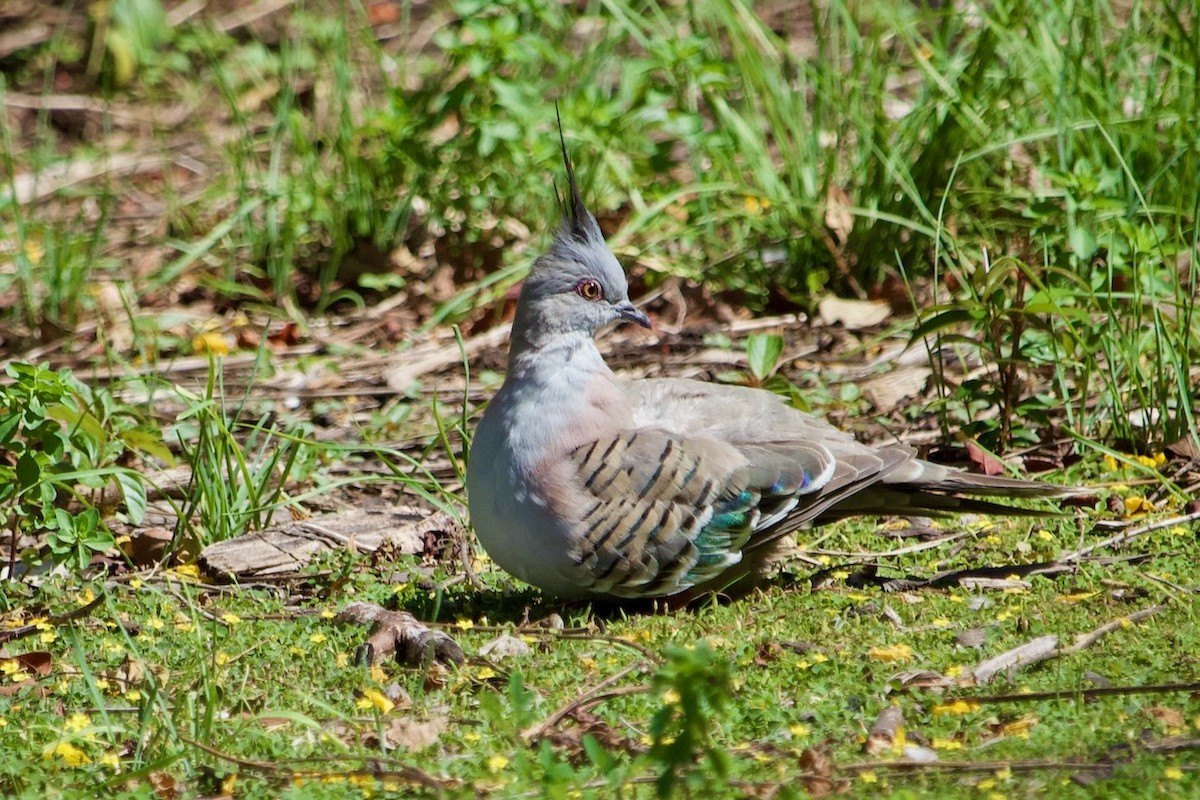 Crested Pigeon - ML643474779