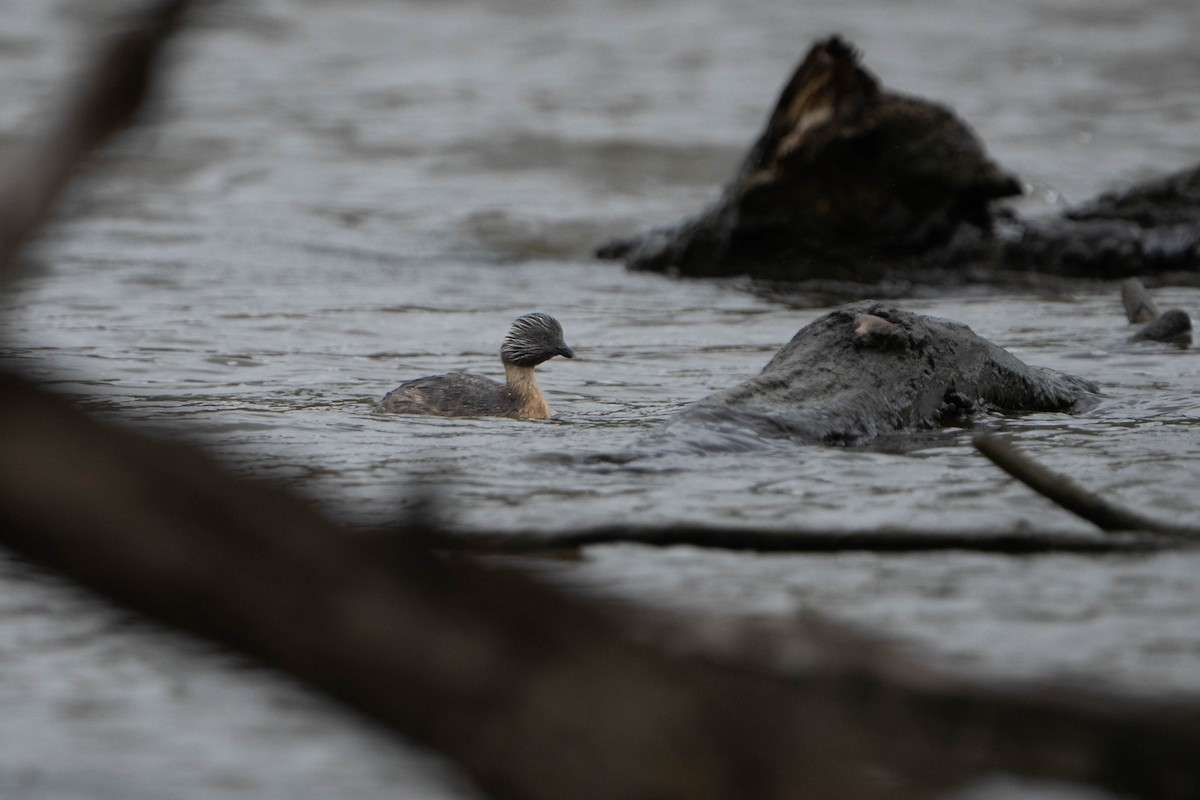Hoary-headed Grebe - ML643474780