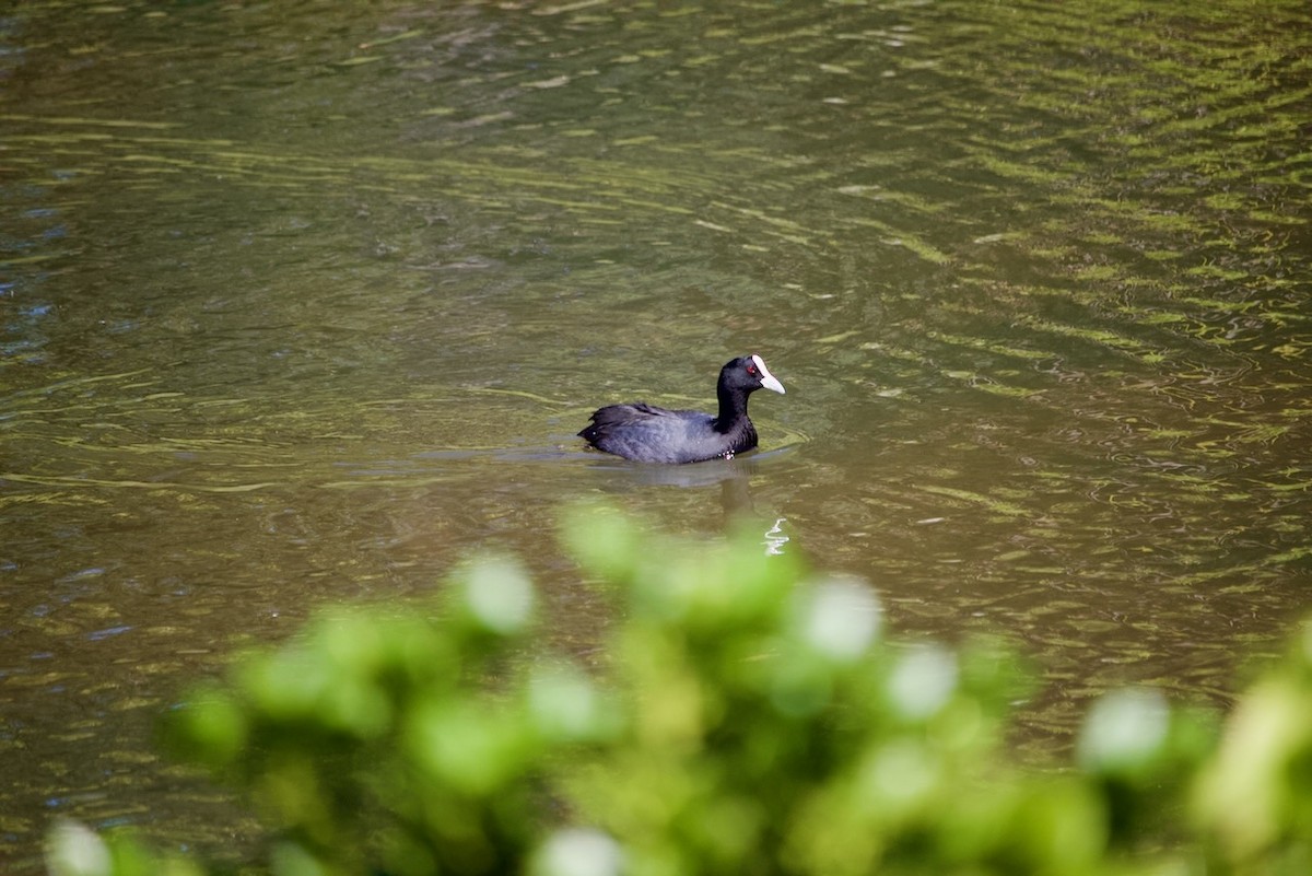 Eurasian Coot - ML643474785